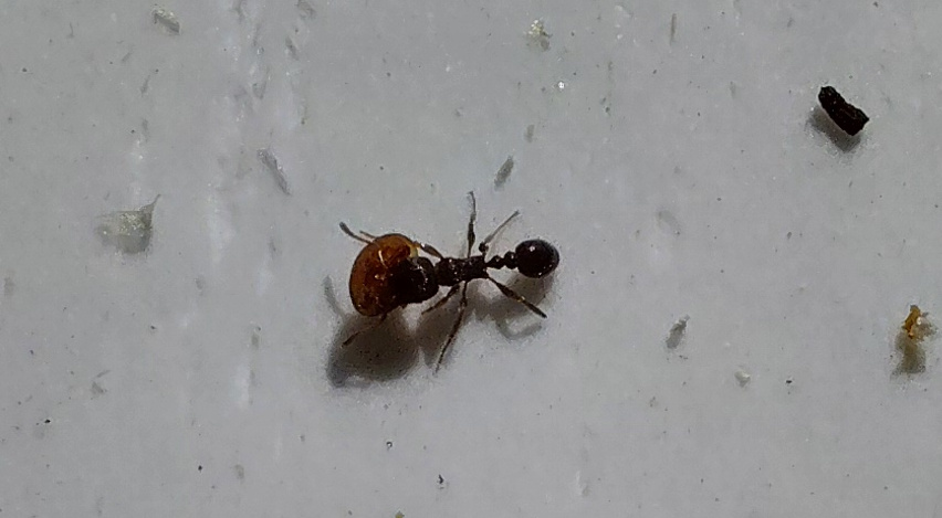The Ant and the Varroa Mite