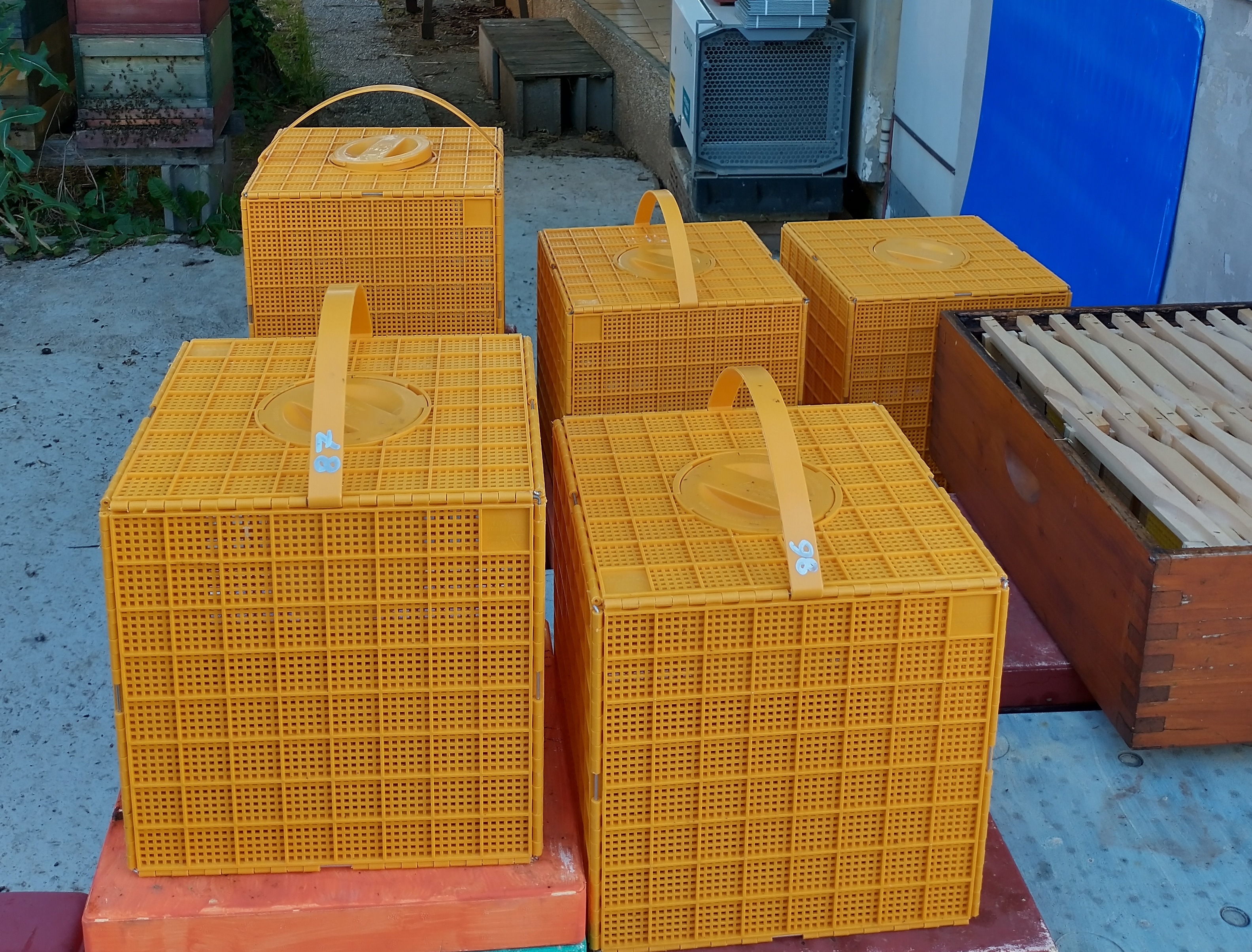 Reisen mit Bienen